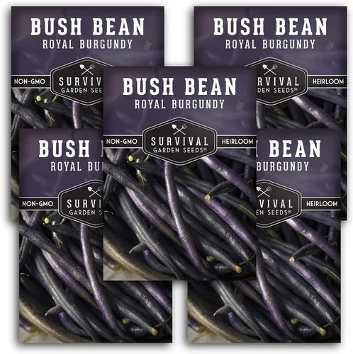 Vista 12 de Survival Garden Seeds - Semilla de frijol burdeos real para plantar - Paquete con instrucciones para plantar y cultivar frijoles morados sin hilo
