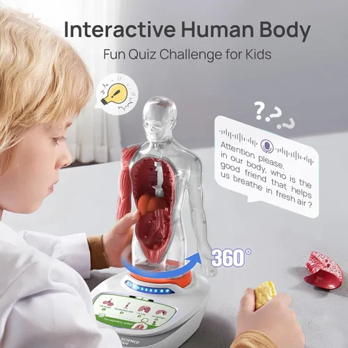 Vista 4 de Science Can Modelo de cuerpo humano para niños, juguetes interactivos