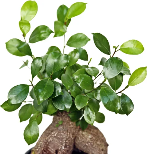 Vista 3 de Ficus de ginseng vivo, Ficus Retusa, Ficus de Taiwán, higo de Banyan, planta de interior bonsai, regalo de cumpleaños, regalo de inauguración