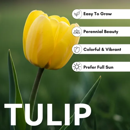 Vista 2 de Bulbo de tulipán amarillo para plantar, se envía desde Iowa, EE. UU., Impresionante amarillo puro, vibrante y brillante (5 bombillas)