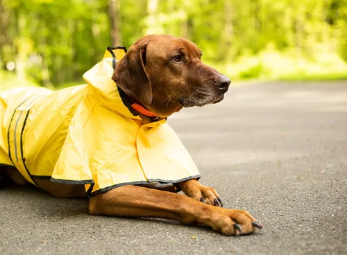 Vista 8 de Fashion Pet días lluviosos Slicker Amarillo Raincoat, XS, Amarillo