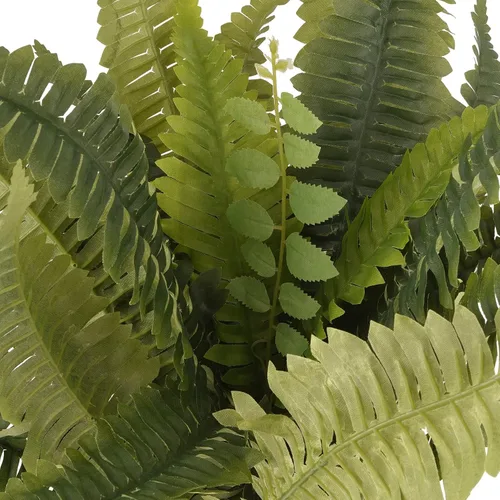 Vista 3 de Colección de helechos Boston Fern Bush de Ashland®