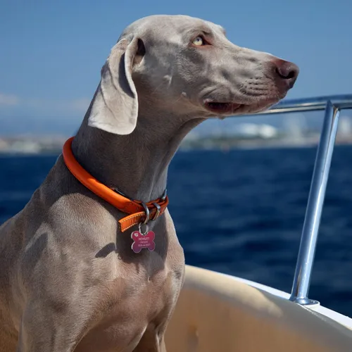 Vista 6 de Etiquetas para perros con código QR personalizadas para mascotas, etiquetas de identificación de perro personalizadas, visualización de perfil