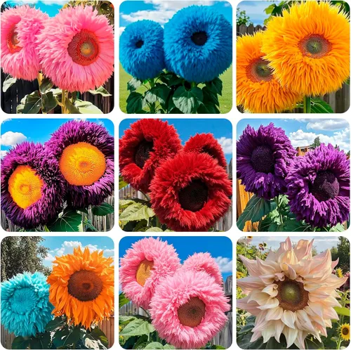 Vista 2 de Más de 450 semillas de flores de girasol mixtas a granel para plantar al aire libre reliquia sin OMG