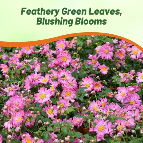Vista 5 de Outsidepride Semillas de anémona rosa para plantar, 100 semillas de flores perennes resistentes y autosiembradas con flores vibrantes y follaje