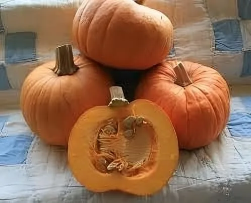 Vista 2 de Pastel de calabaza y azúcar Great Heirloom Vegetable by Seed Kingdom Bulk Semillas de 1 libra
