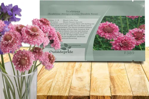 Vista 13 de Outsidepride Burgundy Beau Scabiosa Seeds – 500 semillas de flores perennes que atraen a los polinizadores, hábito de crecimiento vertical y limpio