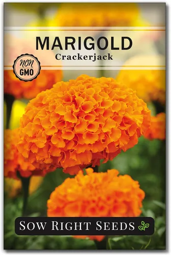 Vista 7 de Semillas de semillas de caléndula africana Crackerjack para plantar flores, paquete de 2 Plants non-GMO heirloom annual variety for outdoor home