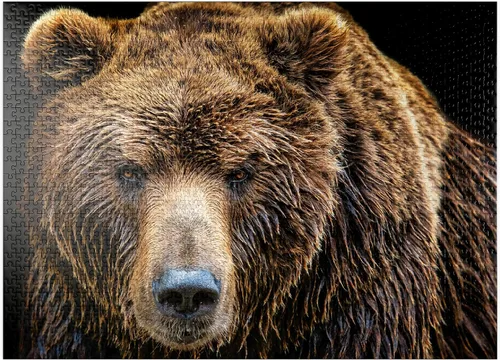 Vista 9 de MyPuzzle Brown Bear Ursus Arctos Beringianus - Rompecabezas prémium de 100 piezas para adultos