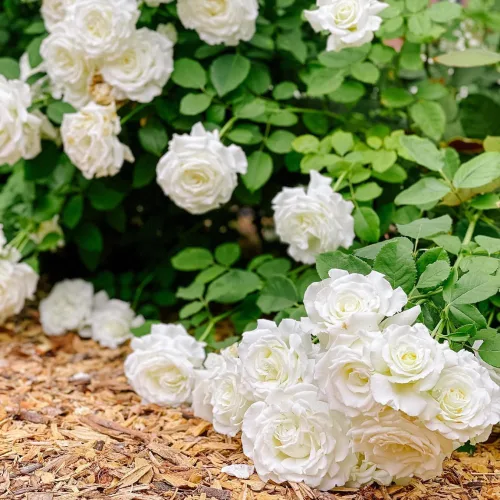 Vista 4 de Planta de rosa viva para plantar en interiores y exteriores, 5-10 pulgadas de alto, flores fragantes bien enraizadas, arbusto de rosas (rosa blanca)