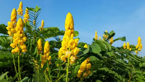 Vista 2 de Emperors Candelabros Semillas de flores silvestres - 30 semillas de Senna alata