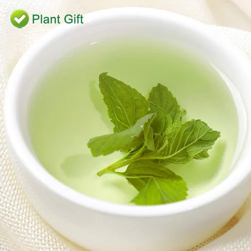 Vista 9 de Plant Gift Té 100% menta, té de menta, hojas de menta, té saludable, bolsas de té de menta orgánica, flor saludable, té de menta 0.7 onzas