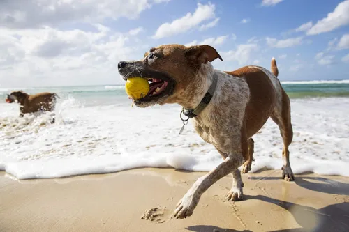 Vista 2 de Waboba Bola de agua para perros (nueva versión), color amarillo