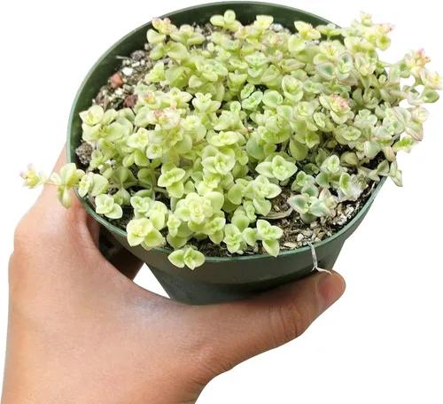 Vista 4 de Sedum Little Missy Succulent (maceta minimalista de 4 pulgadas) - Suculenta abigarrada viva y saludable
