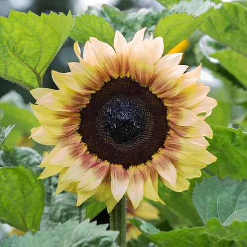 Vista 58 de Eden Brothers Semillas de girasol - Autumn Beauty