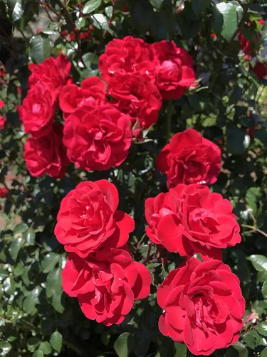 Vista 6 de Peters Professional Bloom Booster 10-30-20 con micronutrientes. Ideal para todas las plantas con flores, 1 libra
