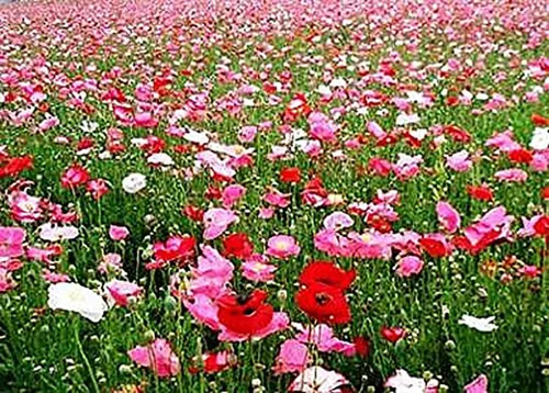 Vista 3 de 10,000 semillas de amapolas Double Shirley: semillas de amapola pastel