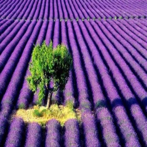 Vista 2 de Aceite de fragancia de lavanda (botella de 1 onza) para hacer velas, hacer jabón, hacer tartas, aerosoles de habitación, lociones, ambientadores