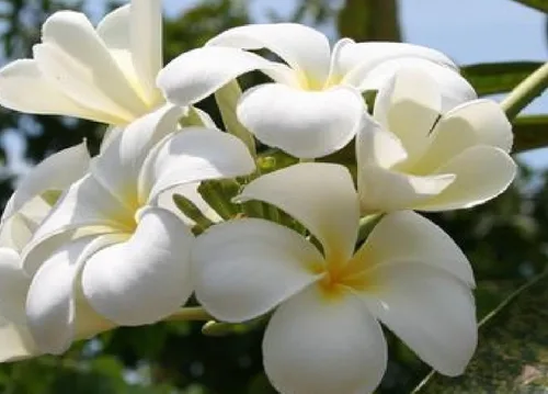 Vista 8 de Corte de plantas de plumeria blanca hawaiana ~ Grow Hawaii