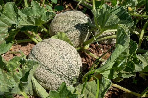Vista 3 de Plant Good Seed Semillas orgánicas de melón helado – Paquete de 35, semillas de reliquia para plantar frutas, verduras, suministros de jardinería