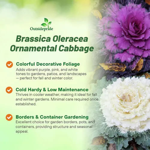Vista 3 de Outsidepride Semillas de flores ornamentales de col – 1000 unidades. Semillas anuales, tolerantes al frío y de bajo mantenimiento, semillas