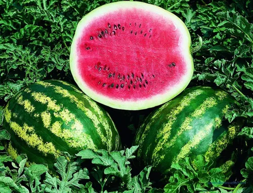 Vista 2 de Semillas Sandía Carmesí Frutas Dulces No GMO Heirloom