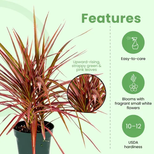 Vista 4 de American Plant Exchange Dracaena 'Colorama' - Maceta de 6 pulgadas - Planta de interior colorida viva con follaje a rayas rosas y verdes, planta