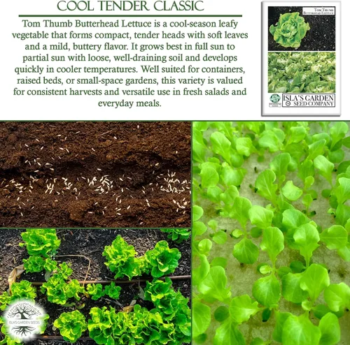 Vista 5 de Semillas de lechuga Tom Thumb Butterhead (Lactuca sativa) – Más de 1000 semillas tradicionales sin OMG de Isla's Garden Seeds, variedad compacta