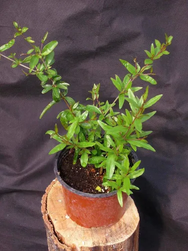 Vista 4 de UPC0764425786299 - Semillas de granada enana (Punica granatum) sin OMG, orgánico, cultivador estadounidense, 1056, paquete de 10 semillas
