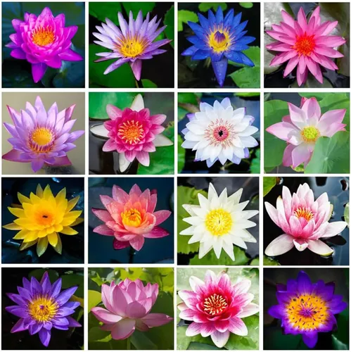 Vista 3 de 12+ Piezas Semillas de Loto para Cuenco de Bonsái, Semillas de Planta de Flor de Lirio Acuático con Floración, Semillas de Jardín Frescas Acuáticas