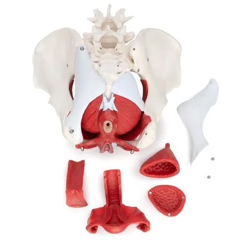Vista 2 de Modelo anatómico Wellden Product de pelvis de mujer con órganos removibles - 6 piezas, tamaño real