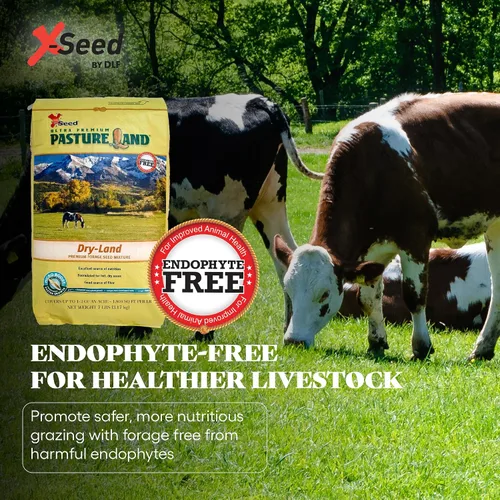 Vista 4 de X-Seed Mezcla de semillas de forraje de tierras secas con Micro-Boost – Festuca alta hierba huerta de riegrass, pasto libre de endófitos para una