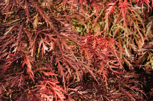 Vista 7 de 10 Weeping LACELEAF Maple Japanese Acer Palmatum Dissectum Green Yellow Red Tree Seeds