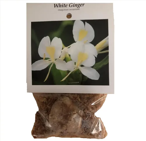 Vista 2 de Rizomas de plantas de jengibre blanco hawaiano 4 paquetes