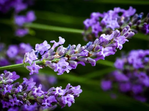 Vista 5 de Planta de lavanda inglesa Hierbas no transgénicas para plantar