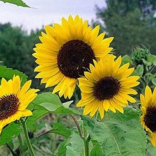 Vista 9 de Semillas de girasol enano sin OMG 3,500 semillas (1 libra)