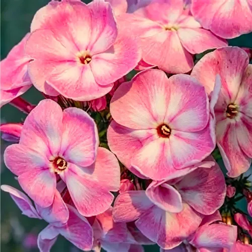 Vista 3 de Más de 10000 semillas de flores de verbena mixtas para plantar, semillas de verbena orgánicas, semillas de musgo de verbena que atraen la floración