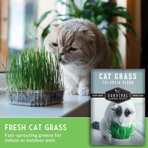 Vista 3 de Semillas de hierba para gatos para plantar, 3 paquetes con instrucciones para plantar y cultivar verduras para tu mascota en interiores o exteriores