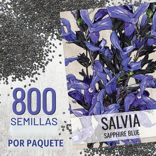Vista 3 de Seed Needs Semillas de salvia de zafiro para plantar flores de salvia azul, 2 paquetes