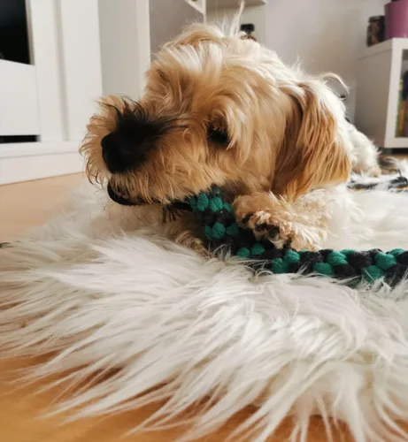 Vista 8 de Juguetes interactivos mejorados para perros – Varita extensible con cuerda trenzada para masticar y chirriante juguete de persecución de felpa