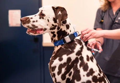 Vista 4 de Fi Nano Microchip para perros, 1 paquete, registro gratuito de por vida, escaneable universalmente, tamaño pequeño.