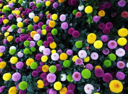 Vista 2 de 100 piezas de semillas de crisantemo pompón de colores mixtos, semillas de flores de pompón para el patio