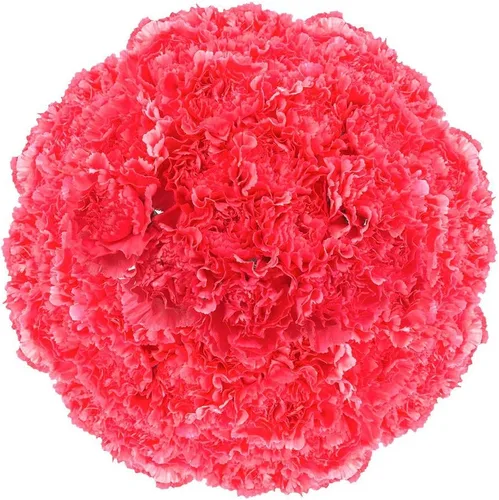 Vista 8 de GlobalRose 100 flores de clavel rosa – Claveles de flores frescas de origen responsable – Ramo fresco seleccionado a mano para graduación