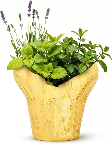 Vista 6 de Combo de hierbas aromáticas y saludables vivas en cubierta decorativa - Purificador de aire, combo incluye verbena de limón, lavanda y eucalipto, 12