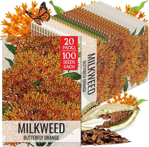 Vista 17 de Seed Needs Semillas de algodoncillo de mariposa naranja para mariposas monarca, 1 paquete