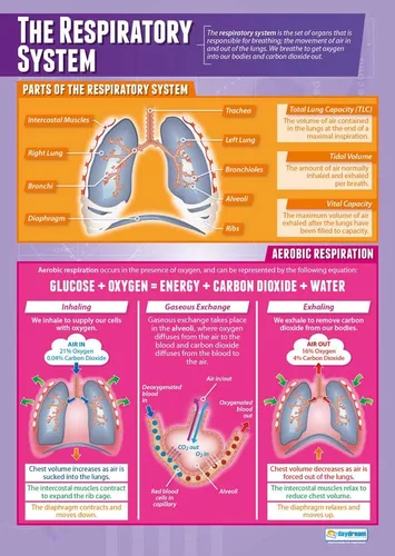 Vista 6 de Daydream Education Respiración anaeróbica Pósteres de PE Papel laminado brillante que mide 33 x 23.5 pulgadas Gráficos de educación física