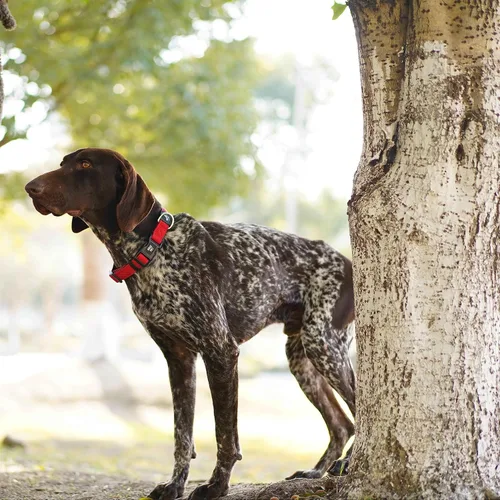 Vista 8 de Kruz Collar de perro para perros pequeños (ancho - 5/8 pulgadas, cuello - 8-12 pulgadas) banda ajustable para el cuello para mascotas con acolchado