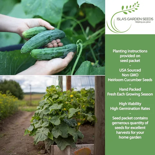 Vista 2 de Marketmore - 76 semillas de pepino en rodajas para plantar, más de 50 semillas tradicionales por paquete, semillas de jardín de Isla
