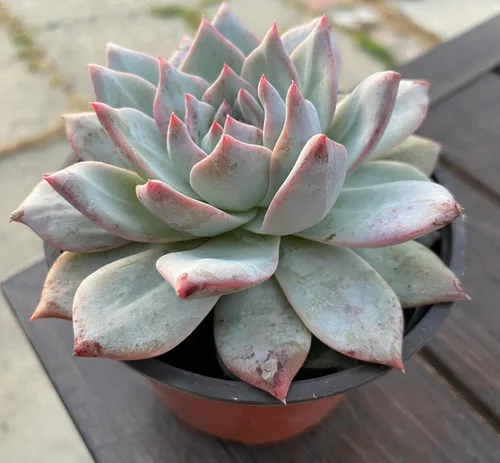 Vista 2 de Live Echeveria Blue Bird - Planta suculenta de 4 pulgadas, baja agua, tolerante a la sequía con tierra, floración durante todo el año, verde
