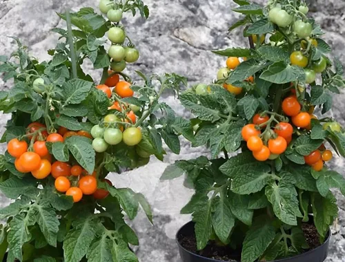 Vista 3 de 100 semillas de tomate micro enano con sombrero naranja, semillas de reliquia sin OMG